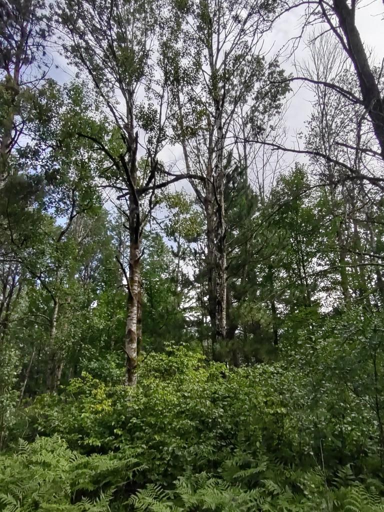 Xxxx 159th Avenue Property Photo 17