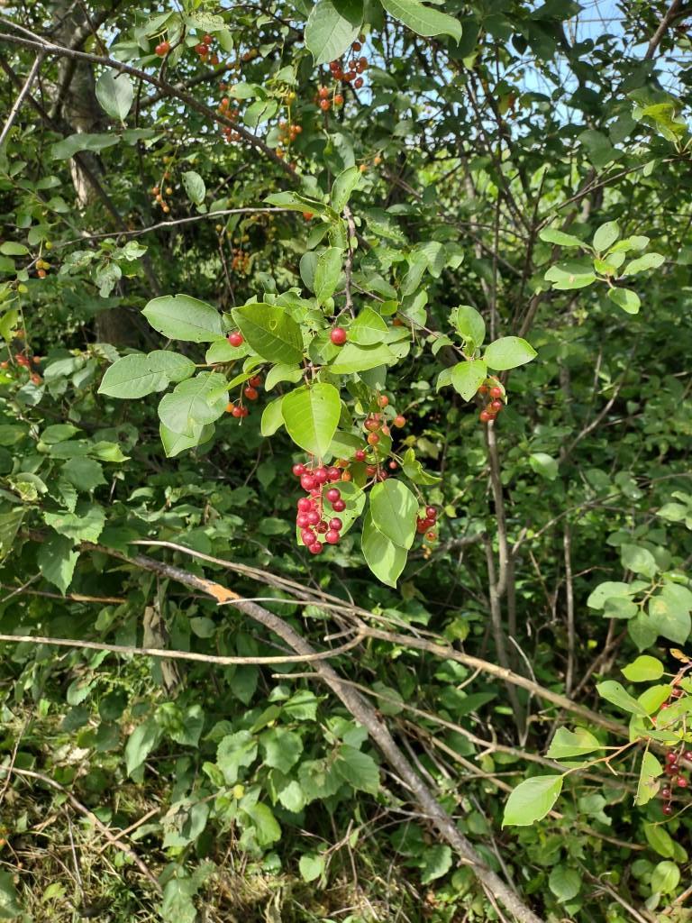 Xxxx 159th Avenue Property Photo 30