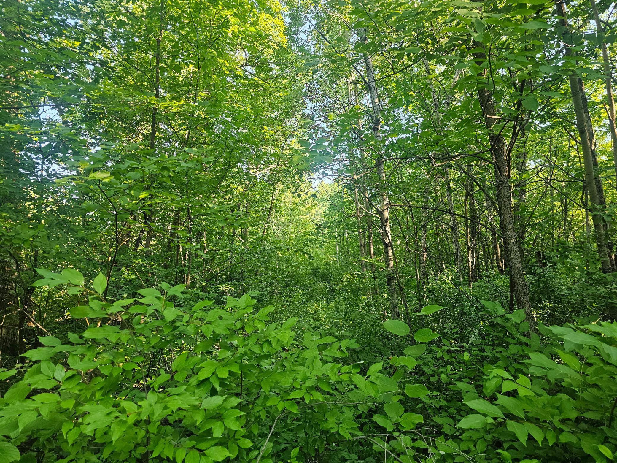 Tbd Lot 2 Bunny Lane Property Photo 2