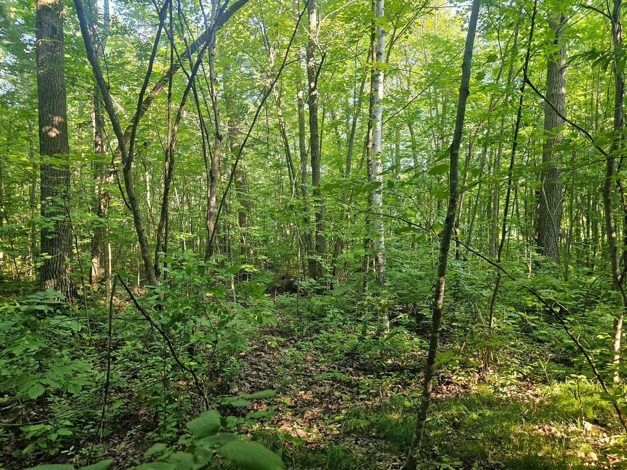 Tbd Lot 2 Bunny Lane Property Photo 7