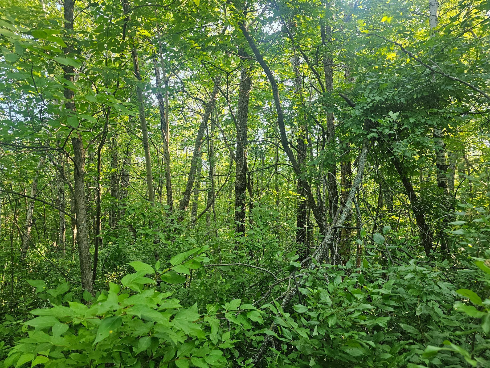 Tbd Lot 2 Bunny Lane Property Photo 8
