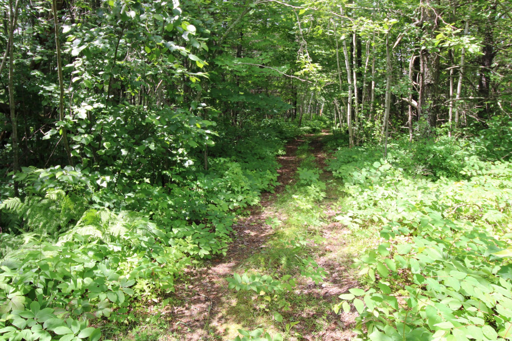Tract A County Road 1 Property Photo 5