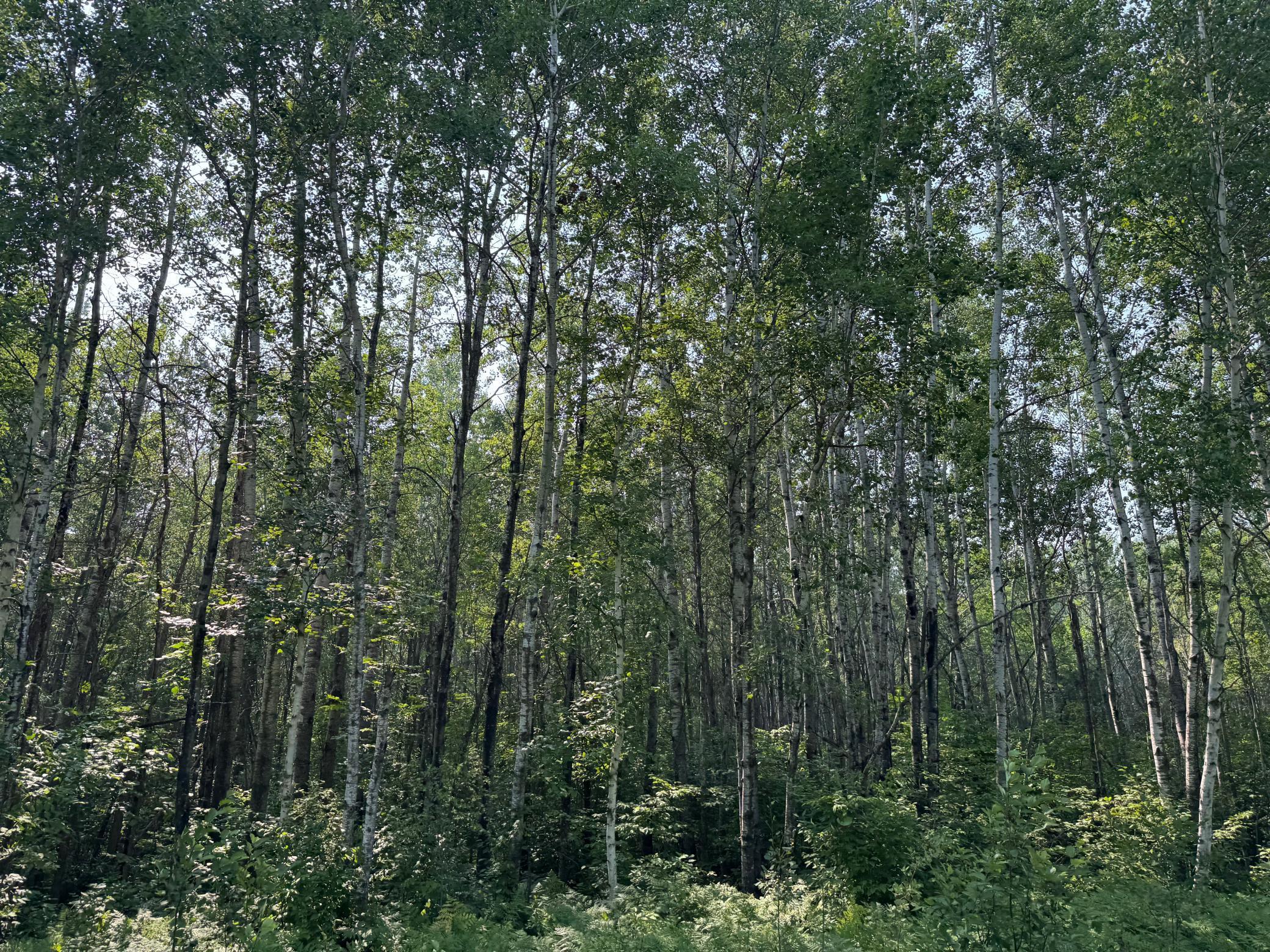 80+ Acres Willow Creek Road Property Photo 1