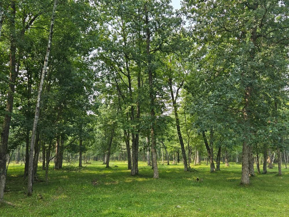 Tbd State 87 Sw Property Photo 4