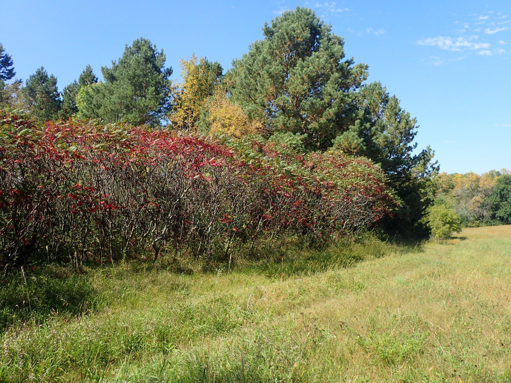 Tbd8.5 County Road 106 Property Photo 6