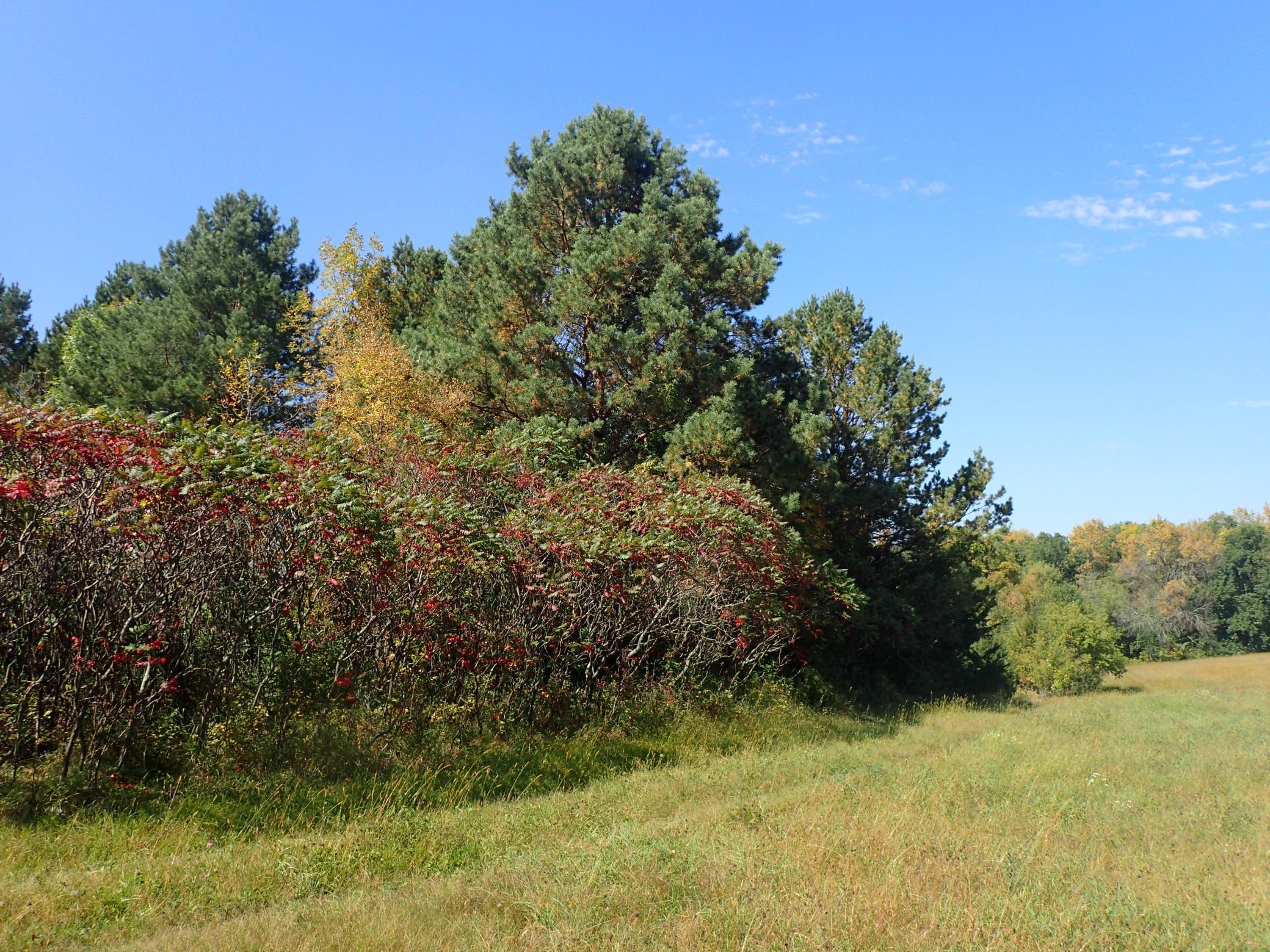 Tbd8.5 County Road 106 Property Photo 13