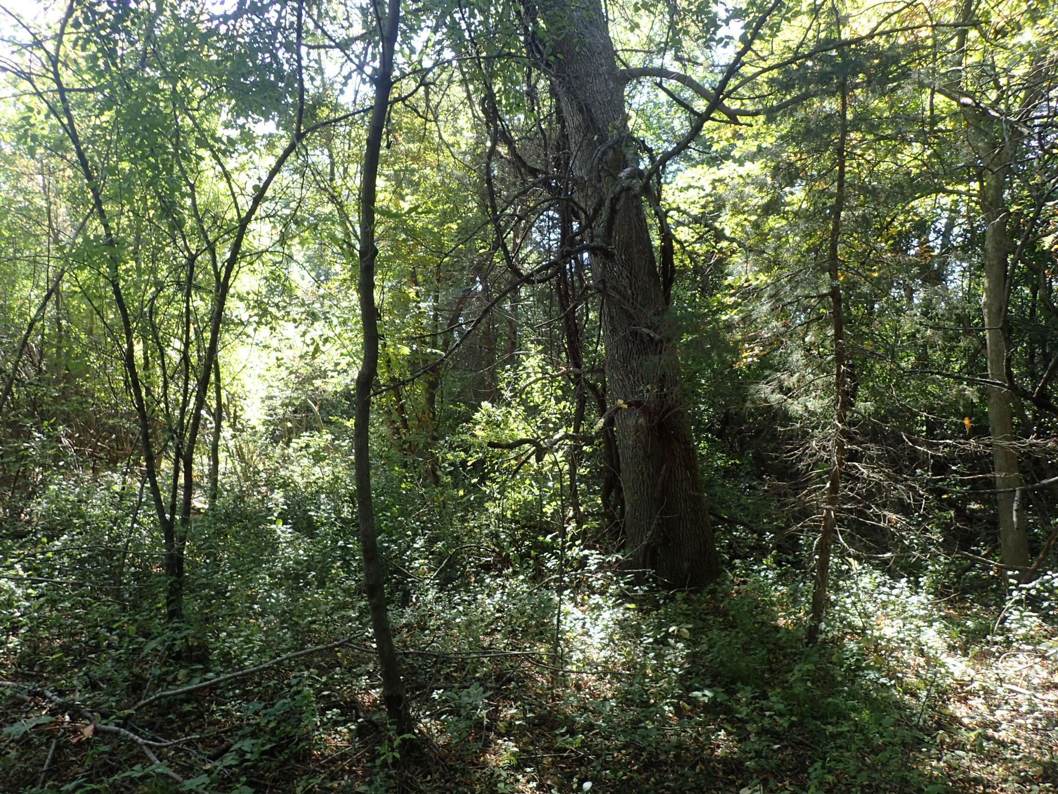 Tbd8.5 County Road 106 Property Photo 17