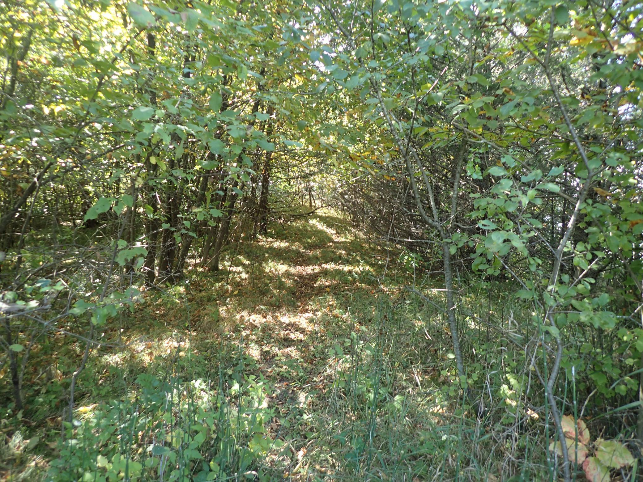 Tbd8.5 County Road 106 Property Photo 26