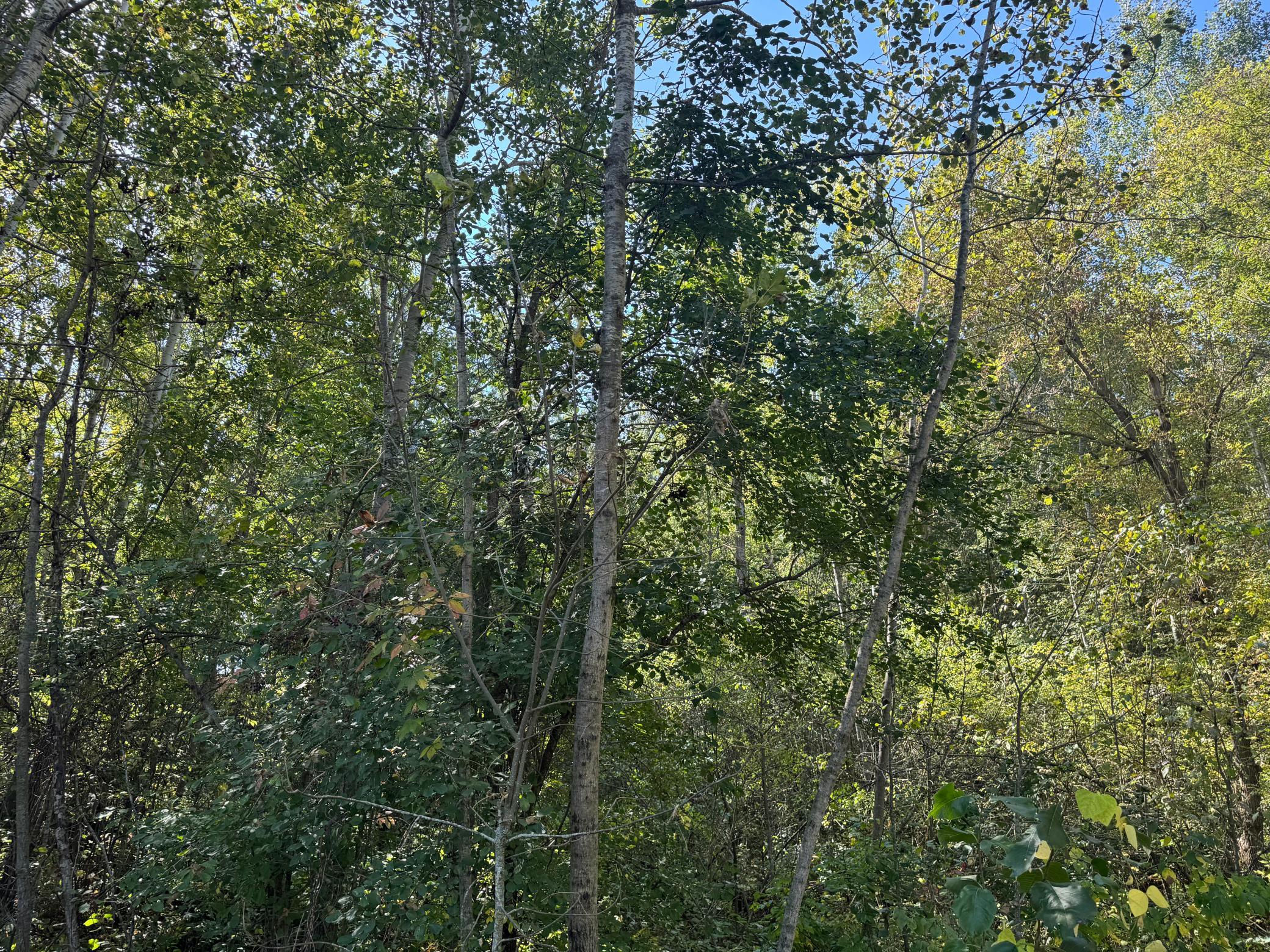 Tbd 377th Street Property Photo 8
