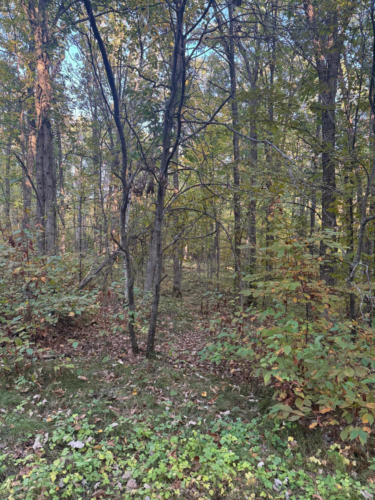 Tbd Dell Marie Place Property Photo 3