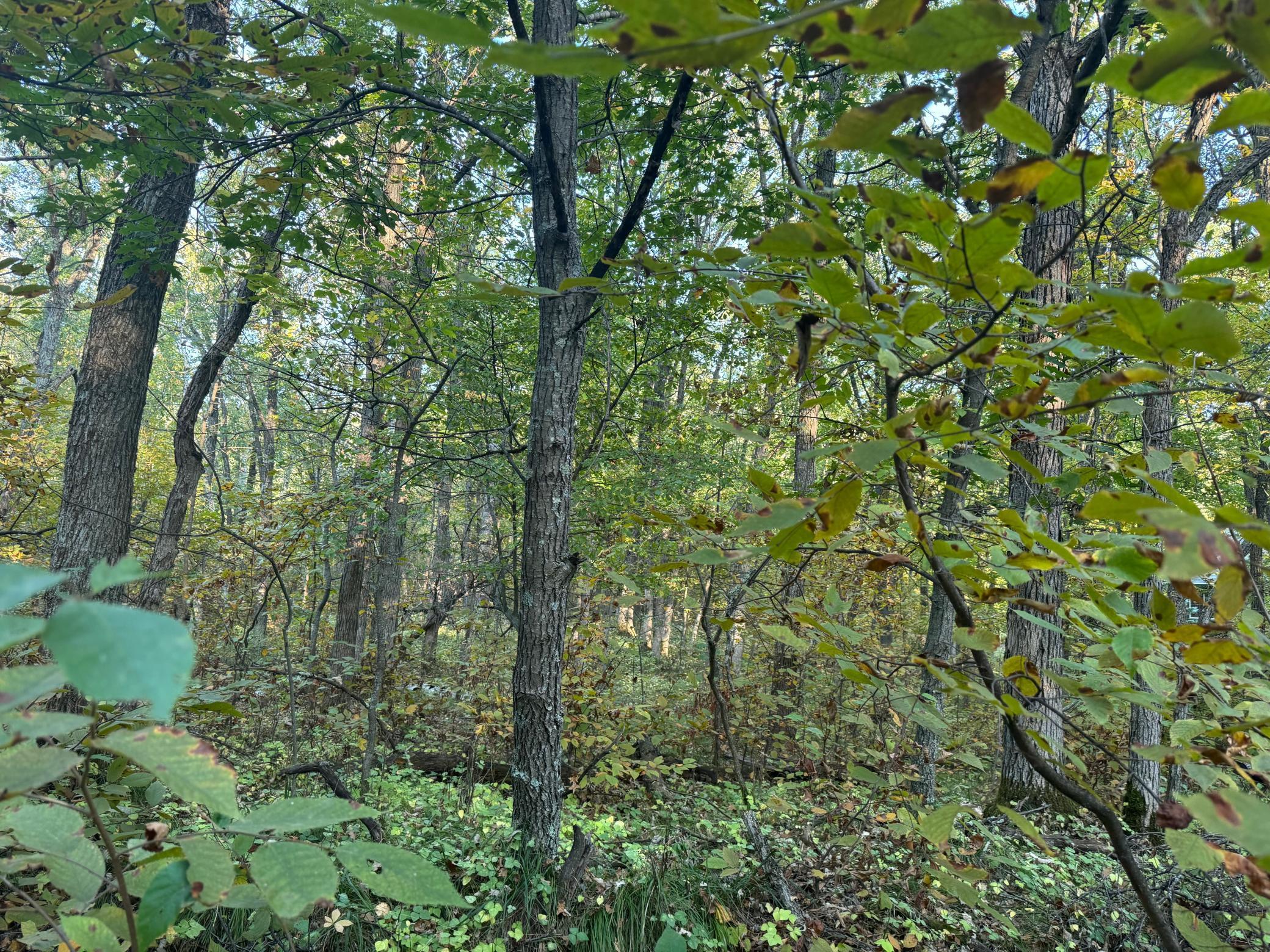 Tbd Dell Marie Place Property Photo 5