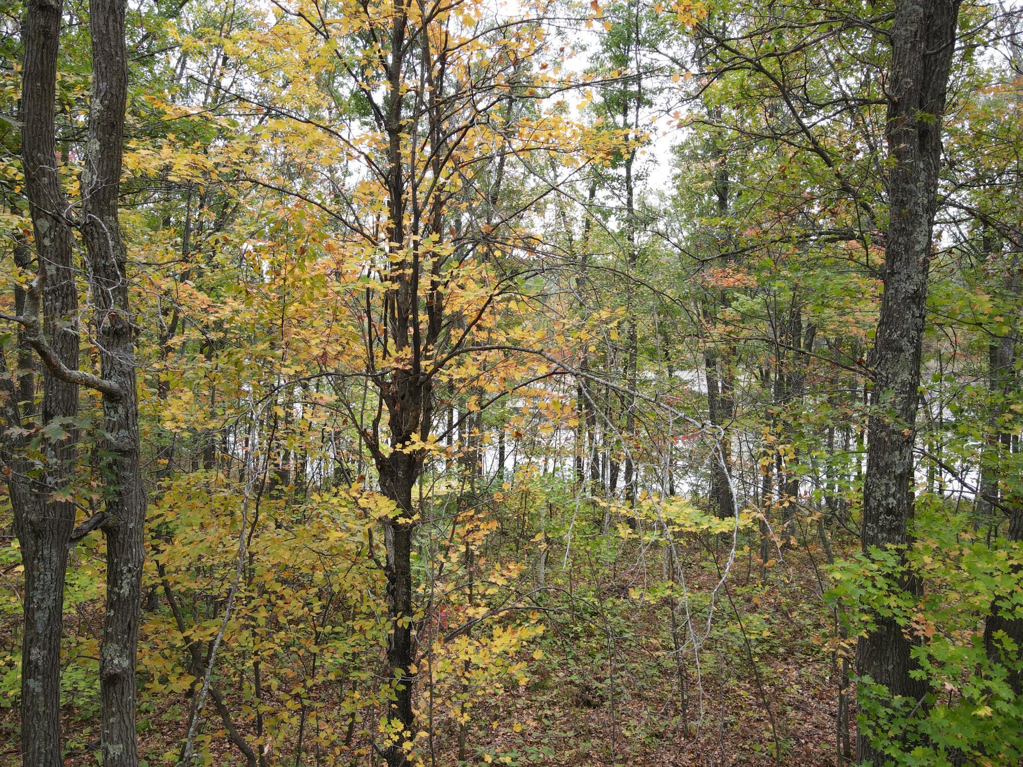 Tbd Red Oak Drive Property Photo 28