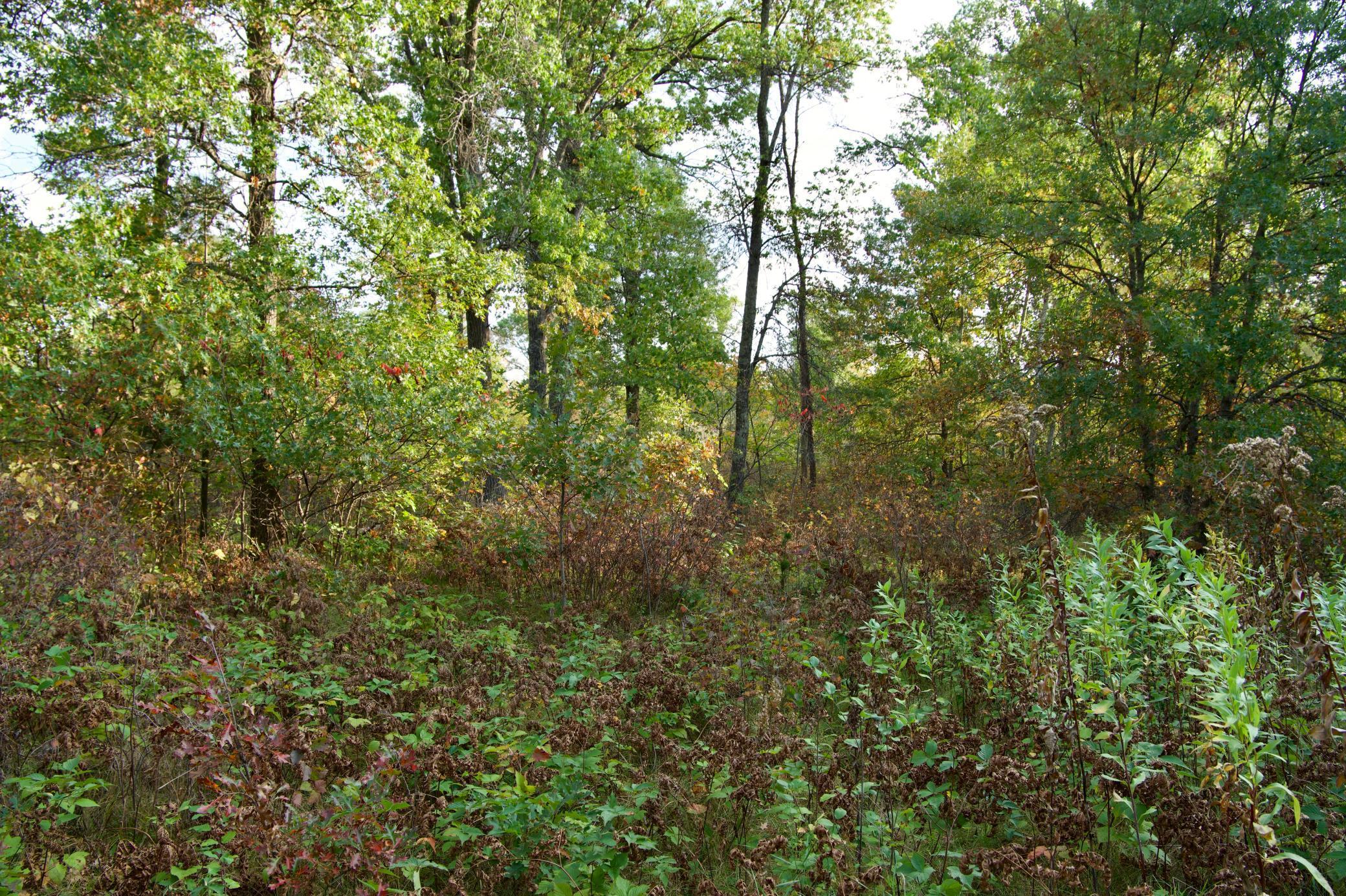 21.8 Acres Hwy 371 Property Photo 4