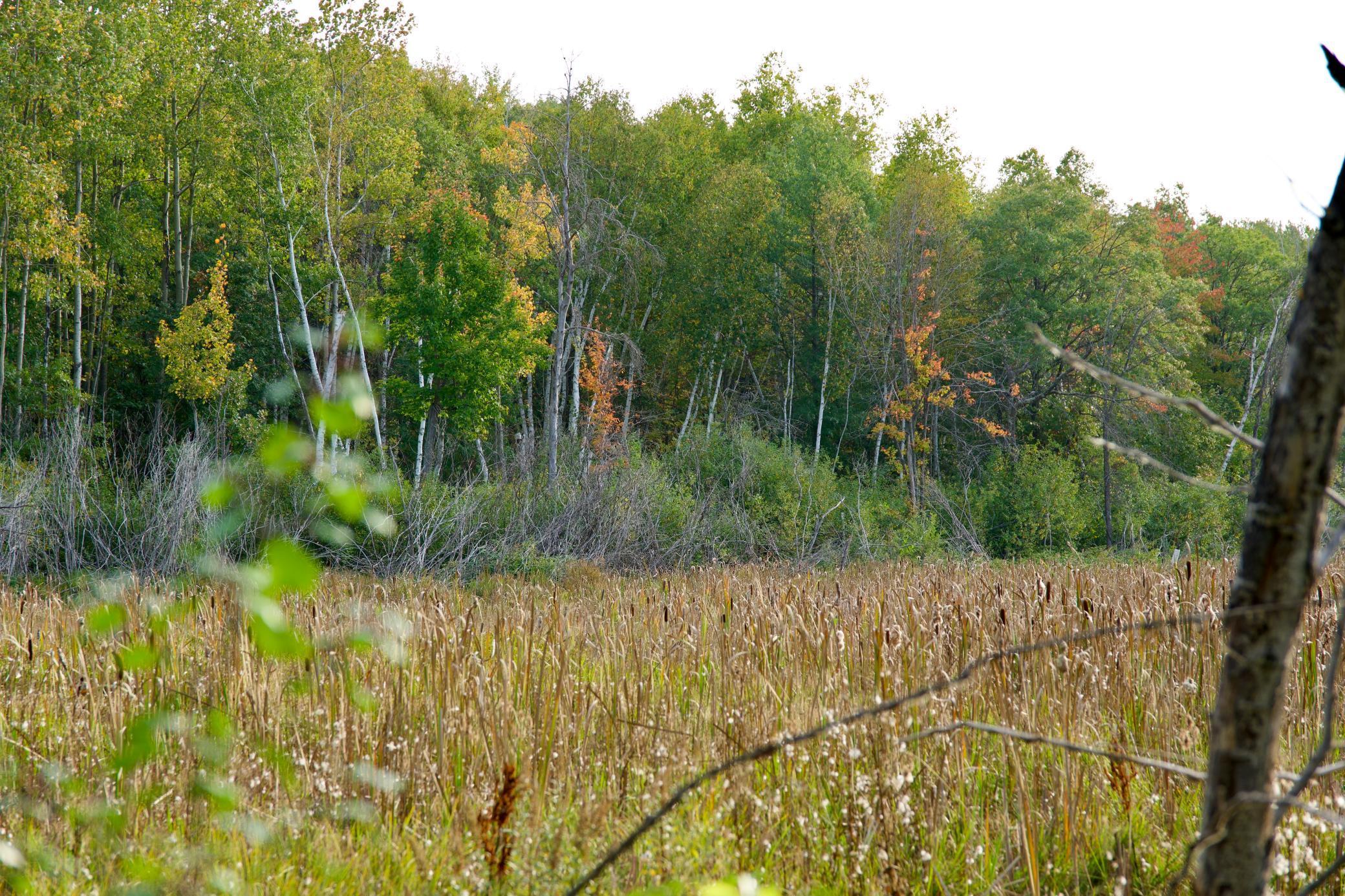 21.8 Acres Hwy 371 Property Photo 9