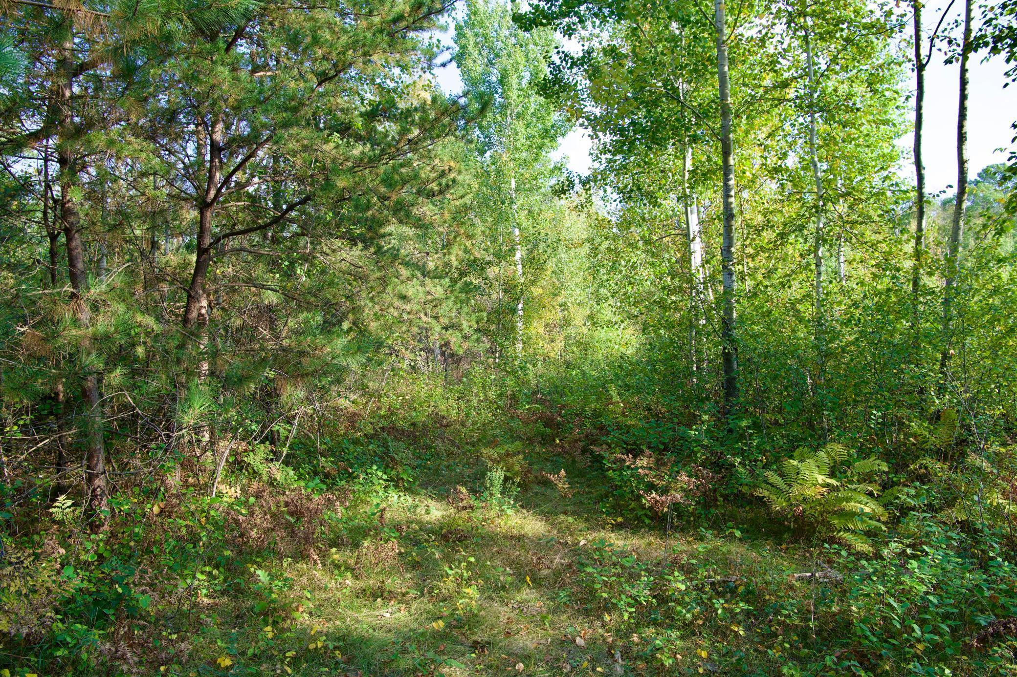 21.8 Acres Hwy 371 Property Photo 11