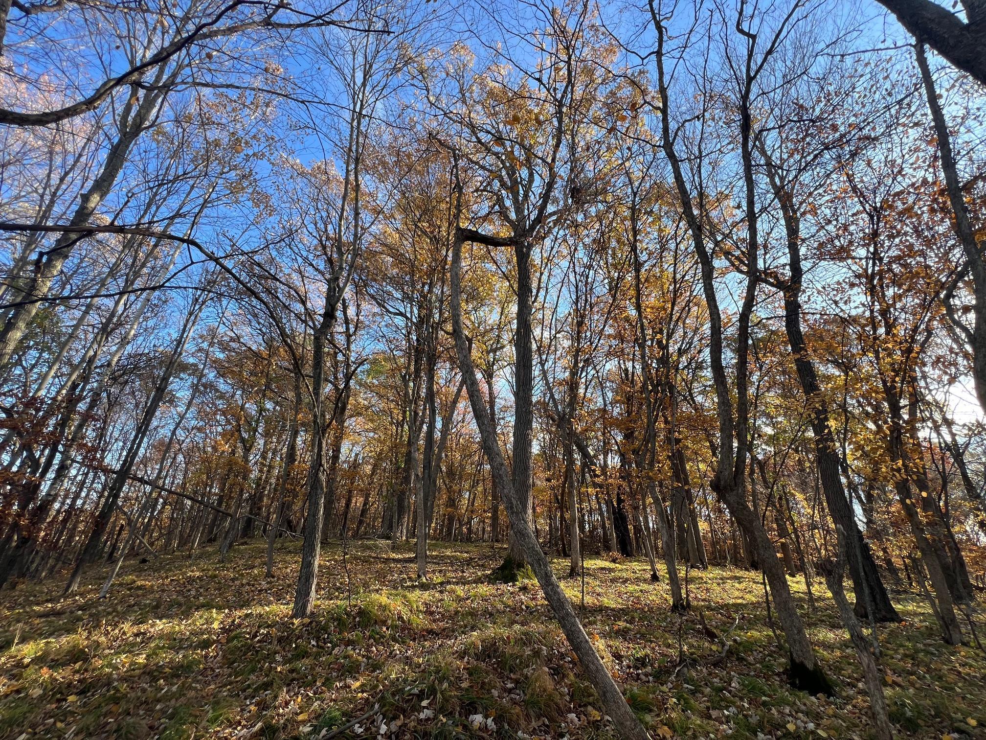 Tbd Marl Road Property Photo 17