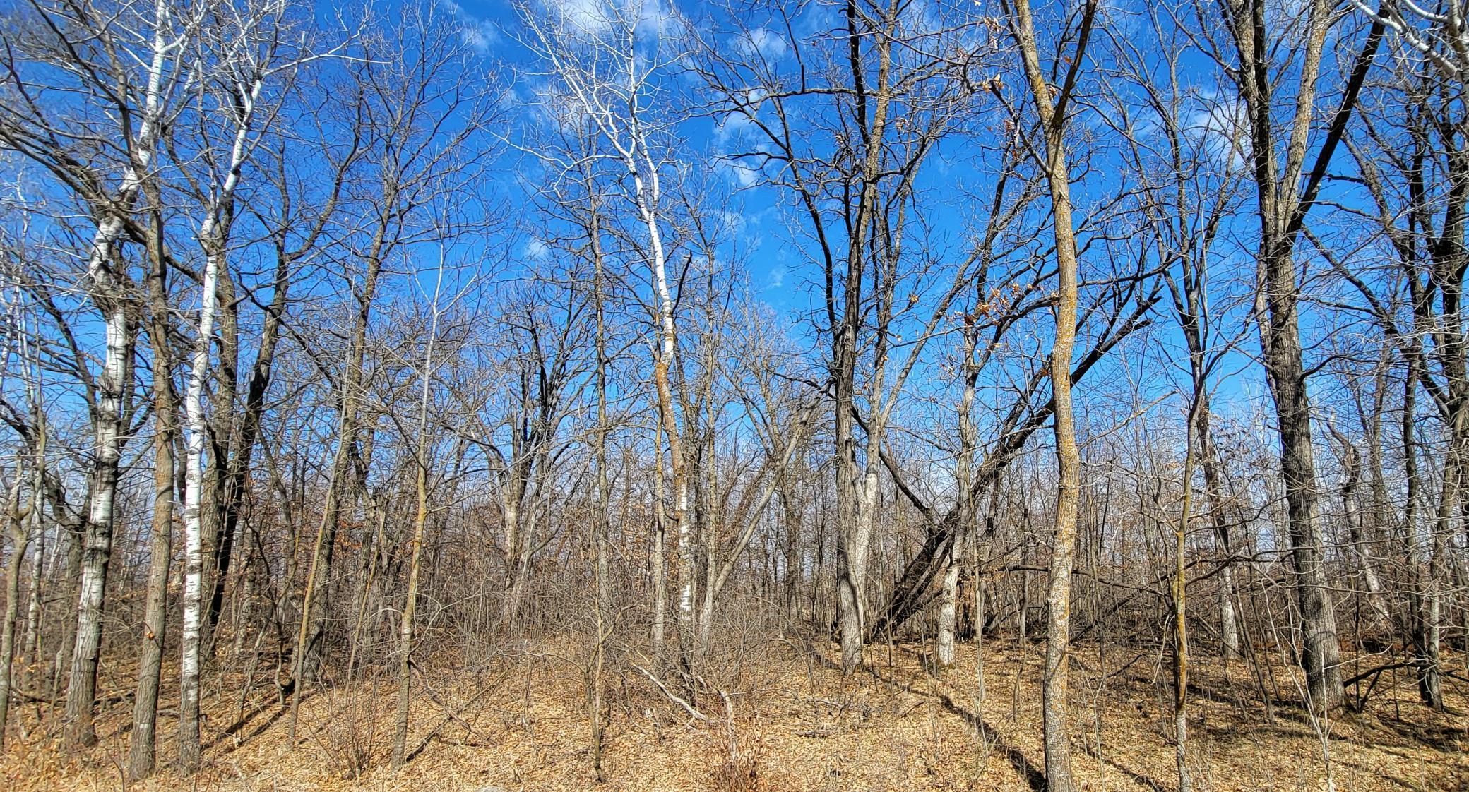514xx Leaf River Road Tract C Property Photo 10