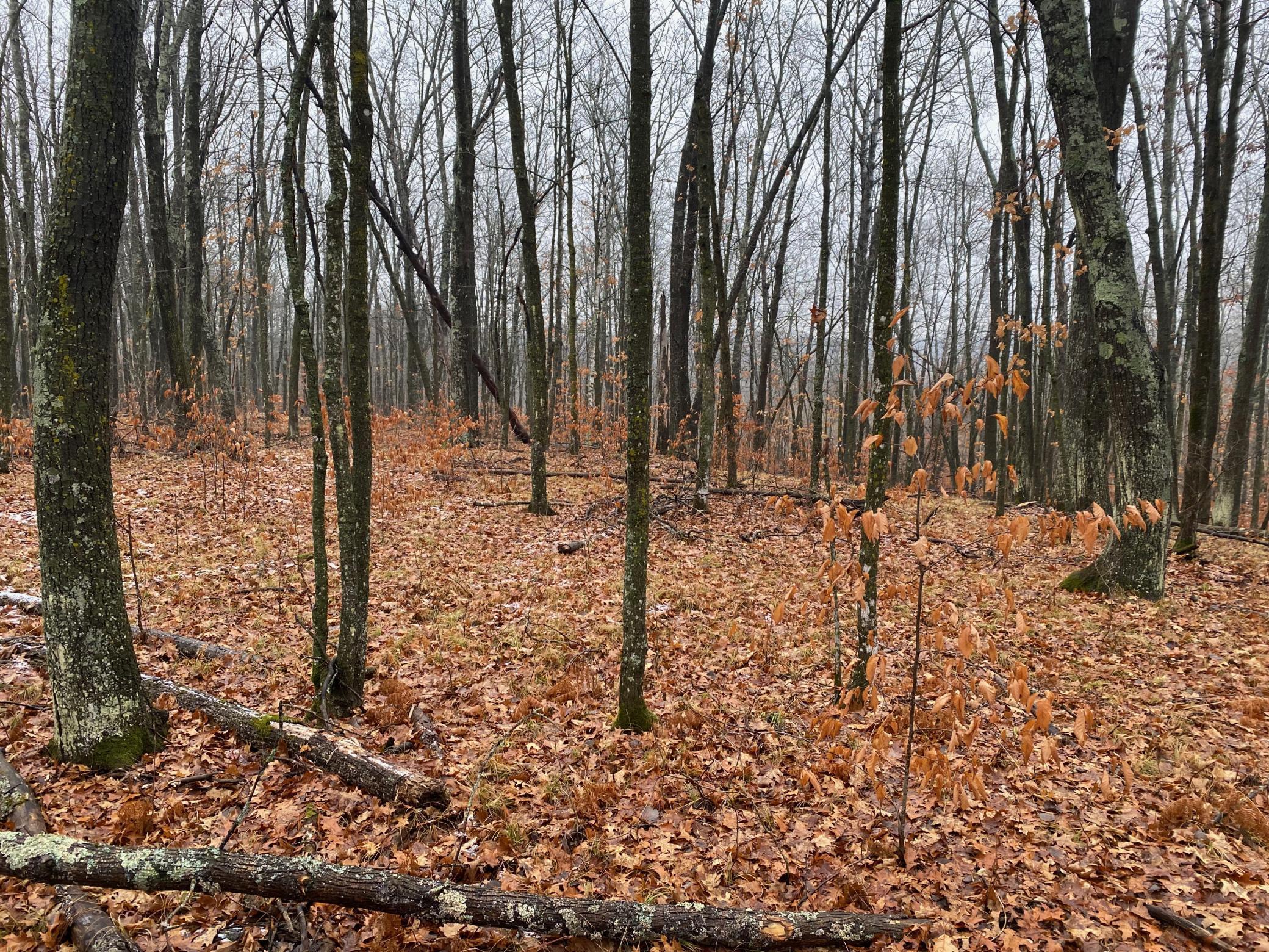 Tbd 170th Place Property Photo 24
