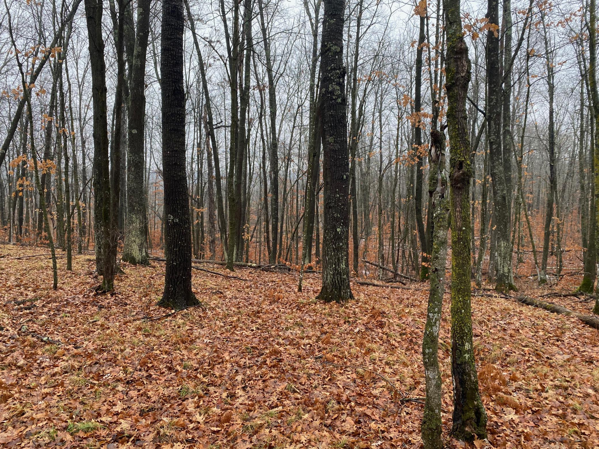 Tbd 170th Place Property Photo 25