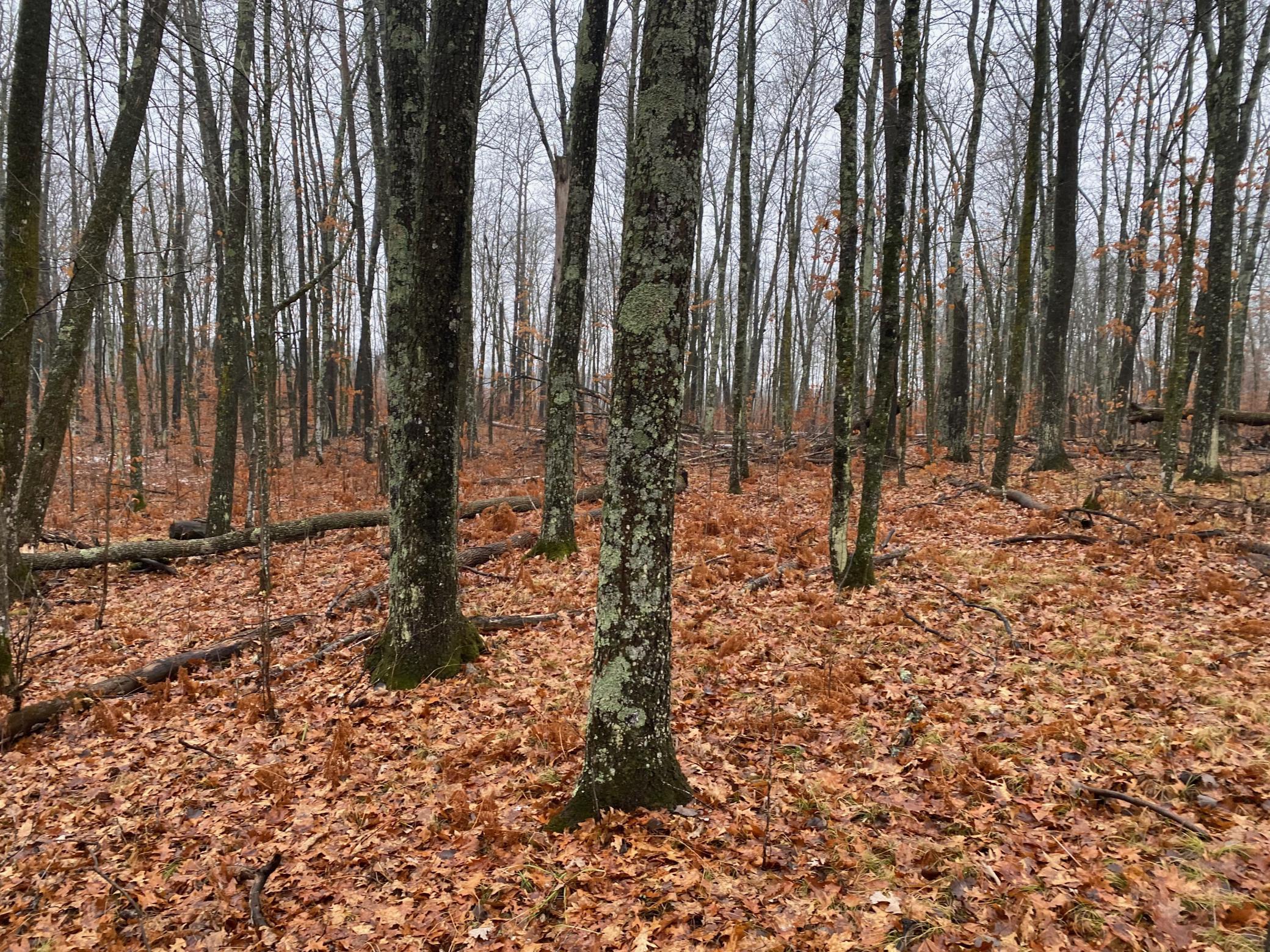 Tbd 170th Place Property Photo 26