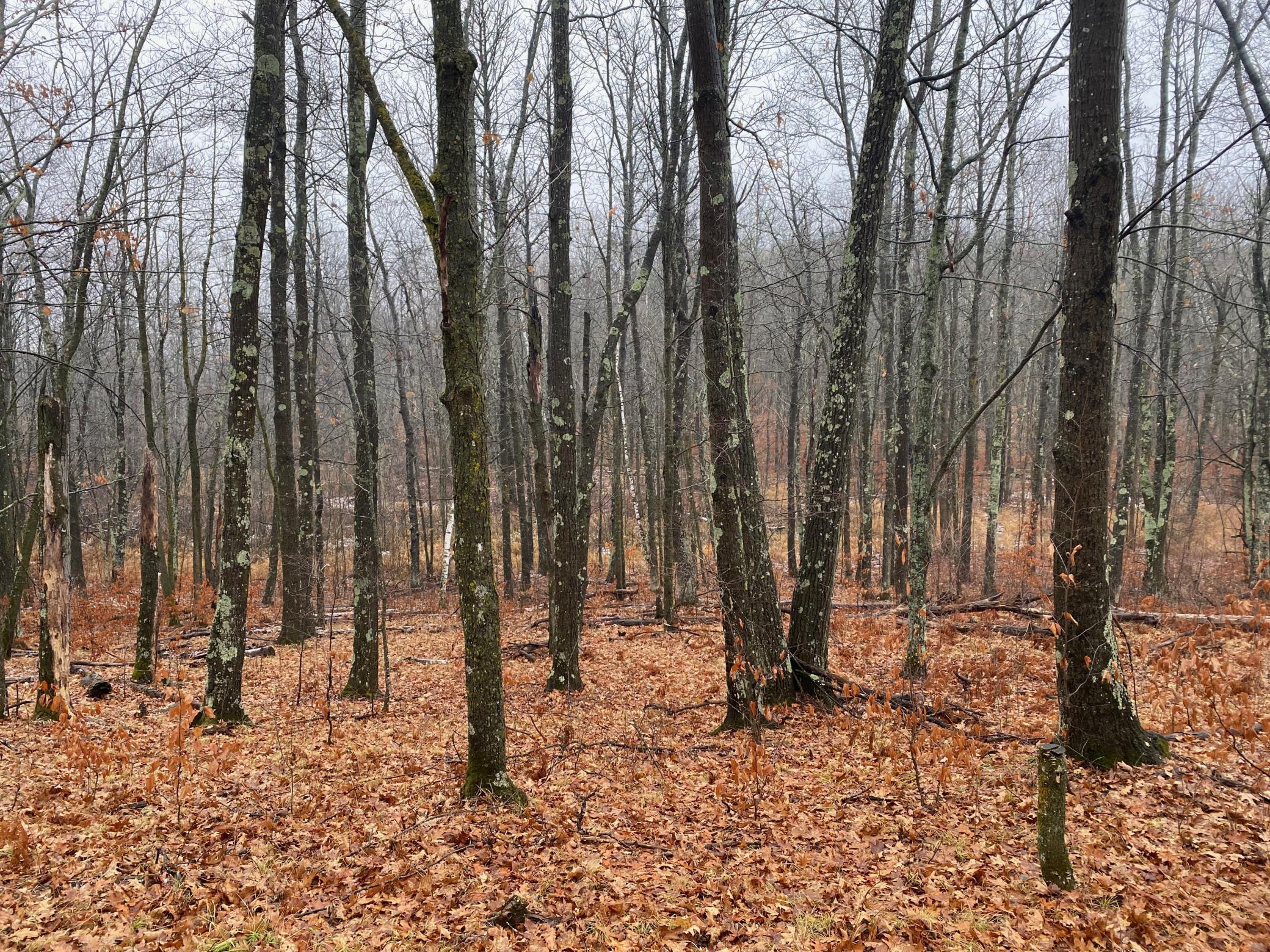 Tbd 170th Place Property Photo 28