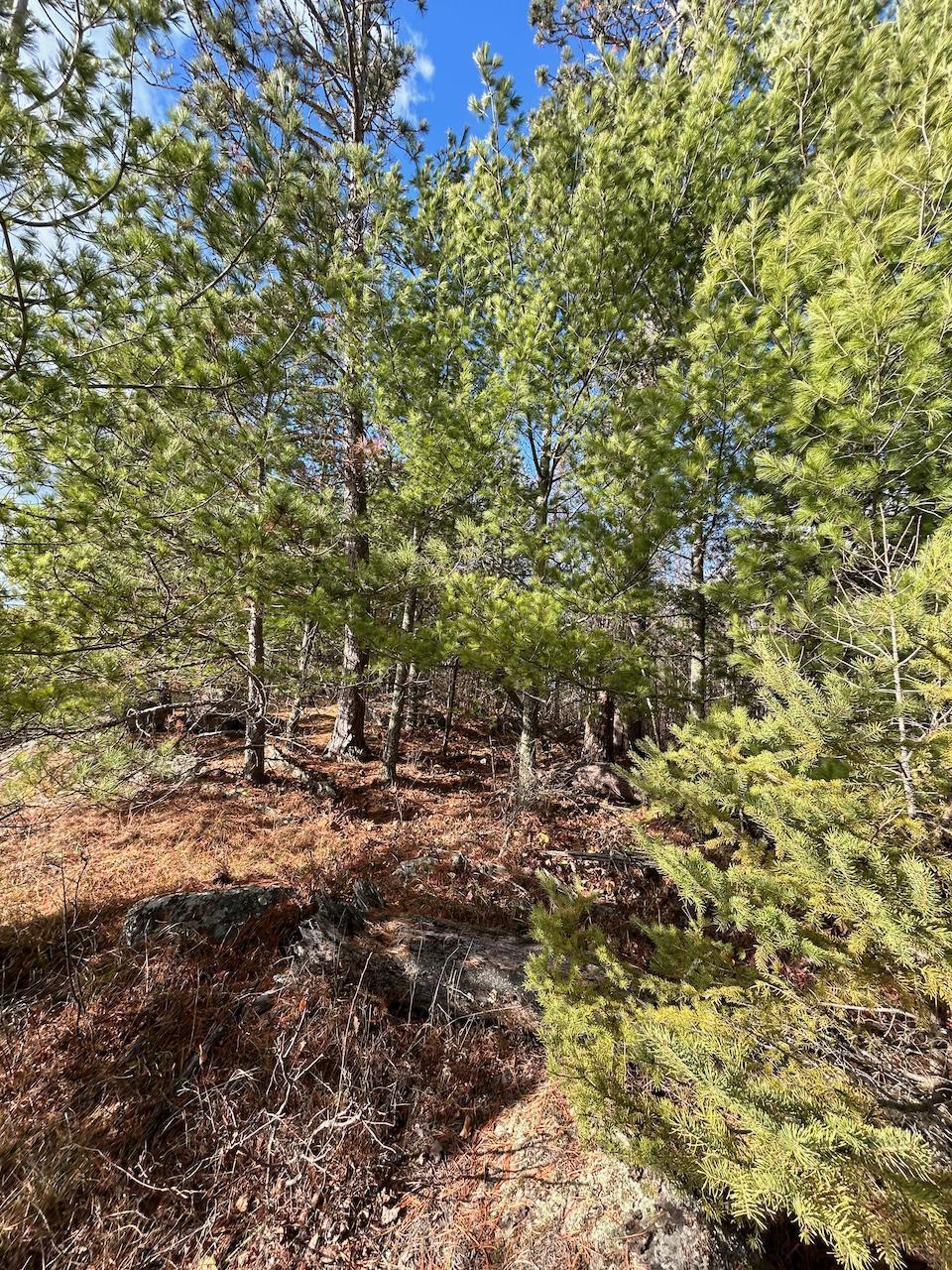Tbd Wilderness Way Property Photo 6