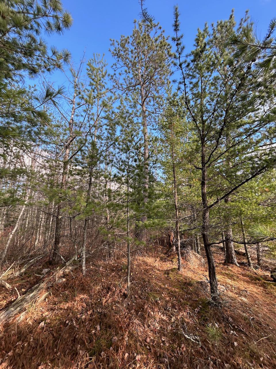 Tbd Wilderness Way Property Photo 12