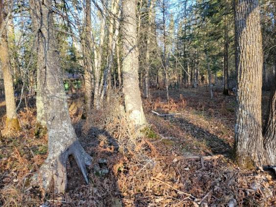 Xxx Rapid River Property Photo 5