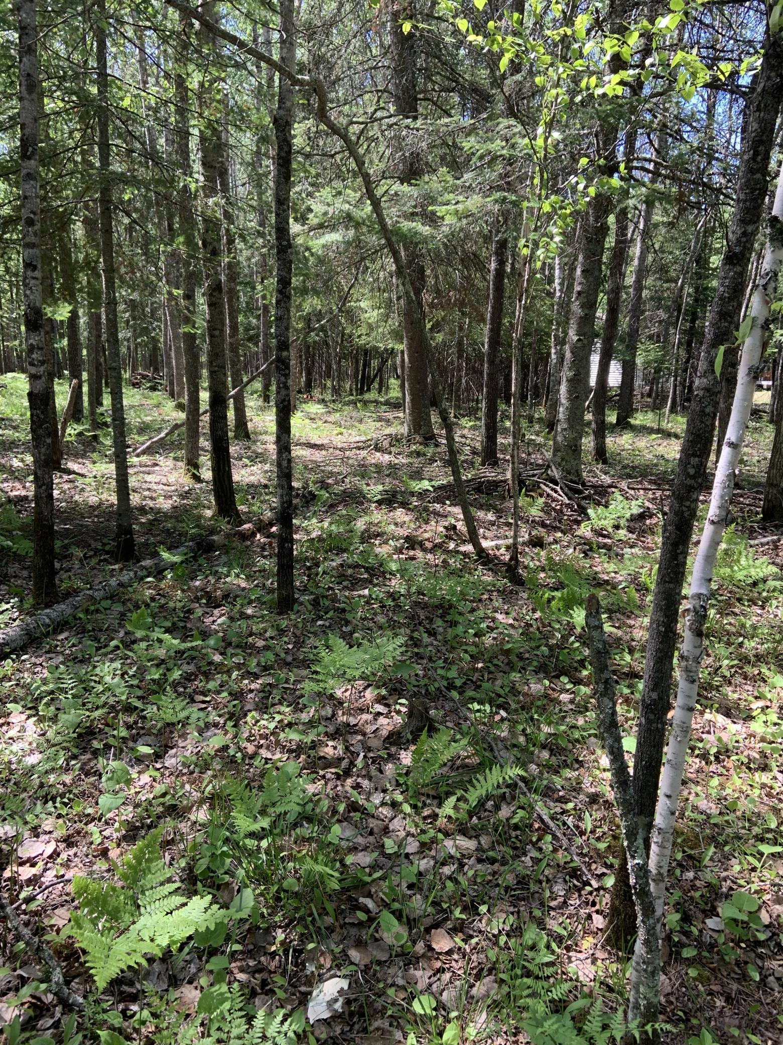 0000 Bass Lake Road Property Photo 23