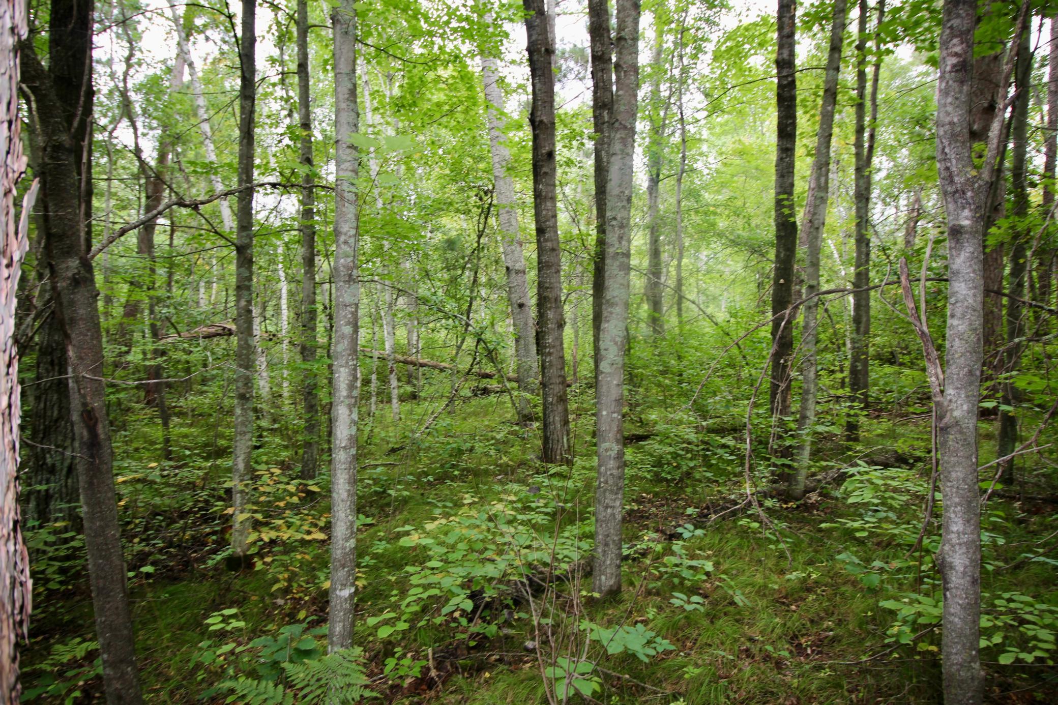 Tbd Gravdahl Drive Property Photo 5