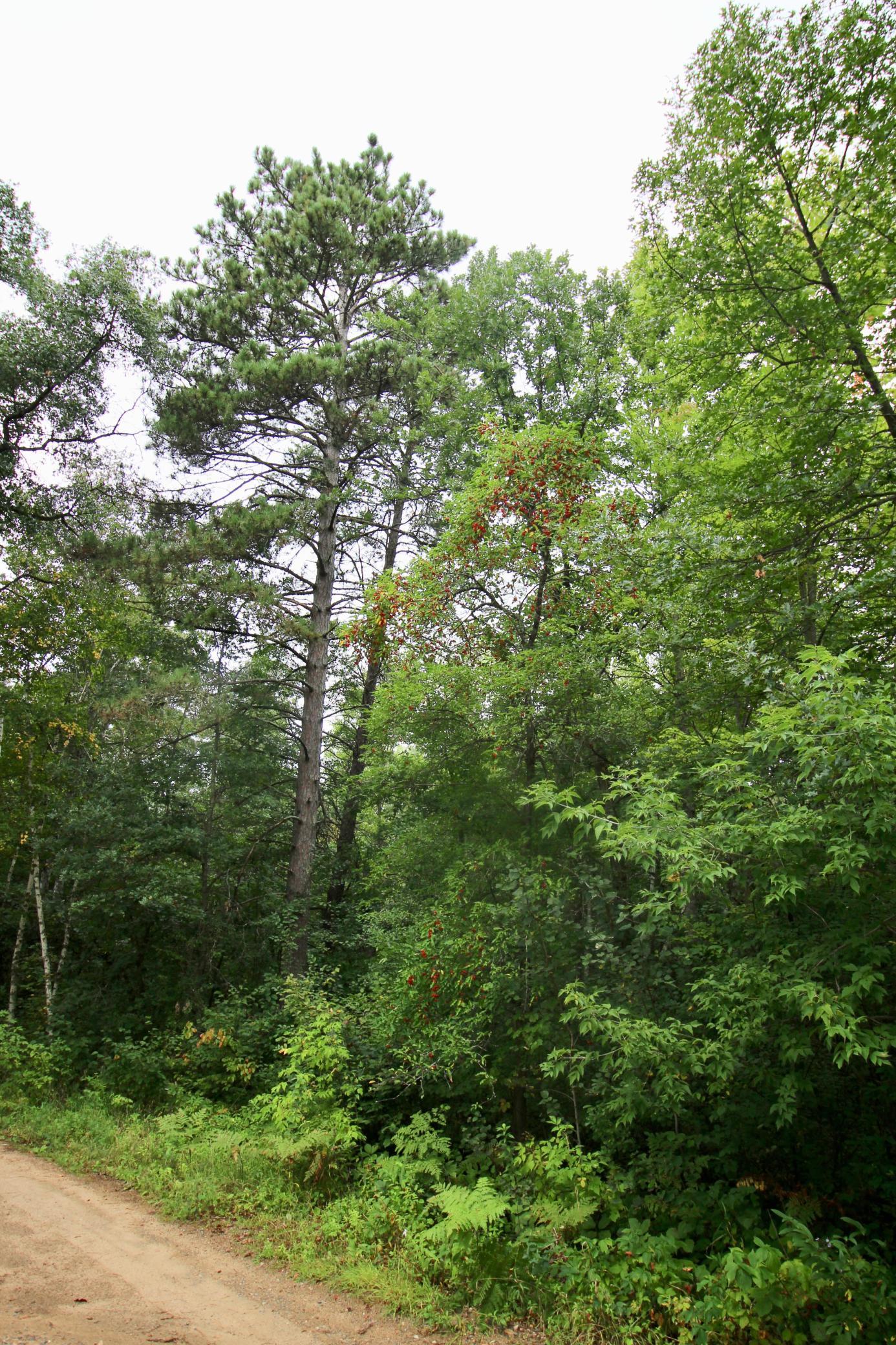 Tbd Gravdahl Drive Property Photo 8