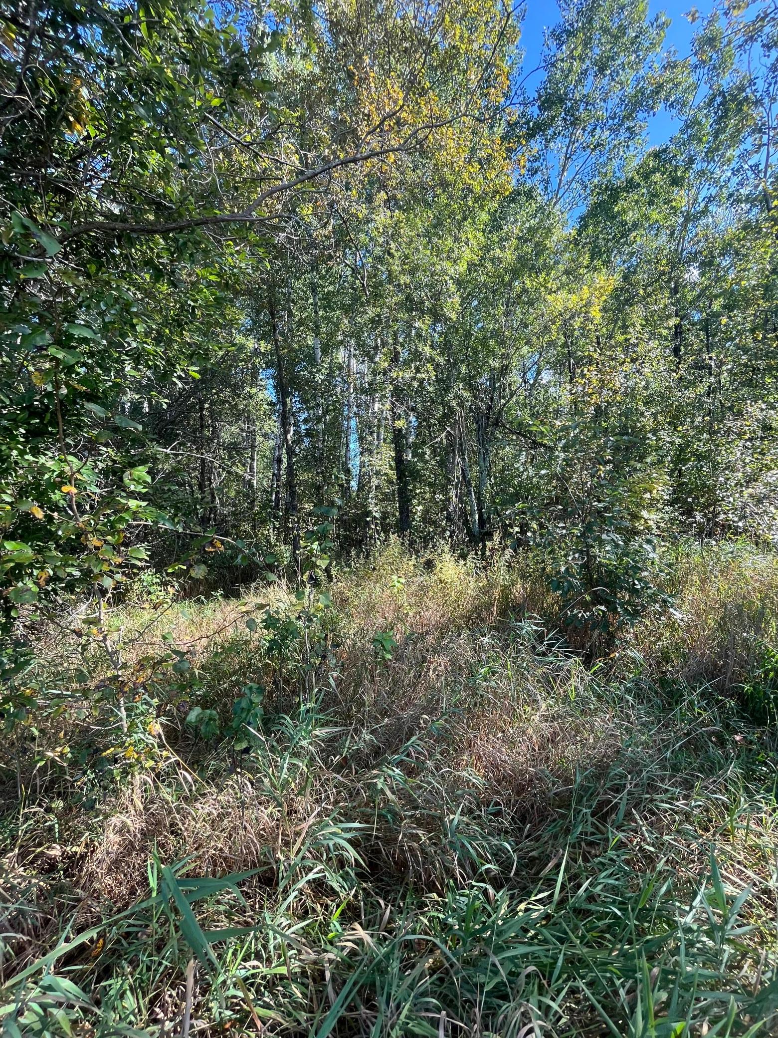 Tbd Parcel 1 E Pine Drive Property Photo 21