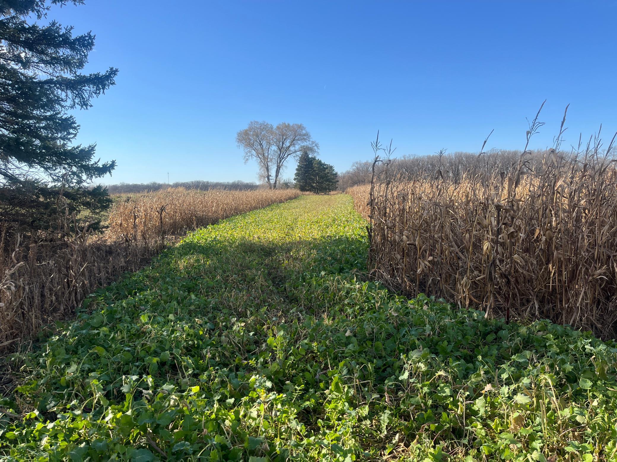 Tbd County Road 3 Property Photo 5
