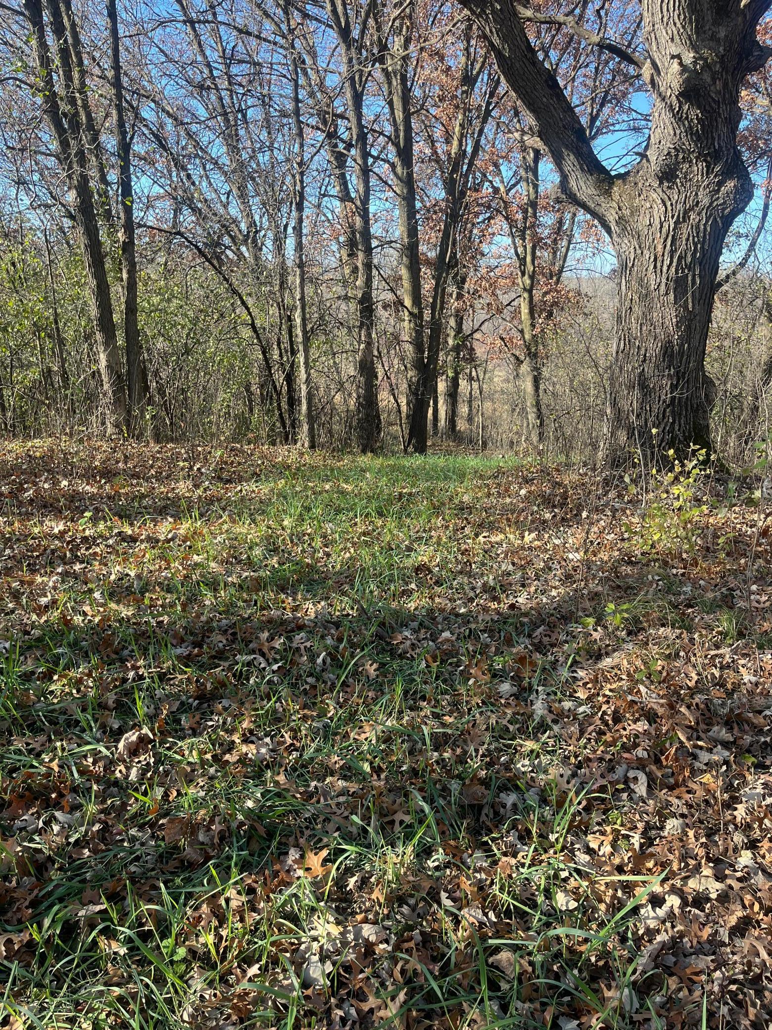 Tbd County Road 3 Property Photo 12