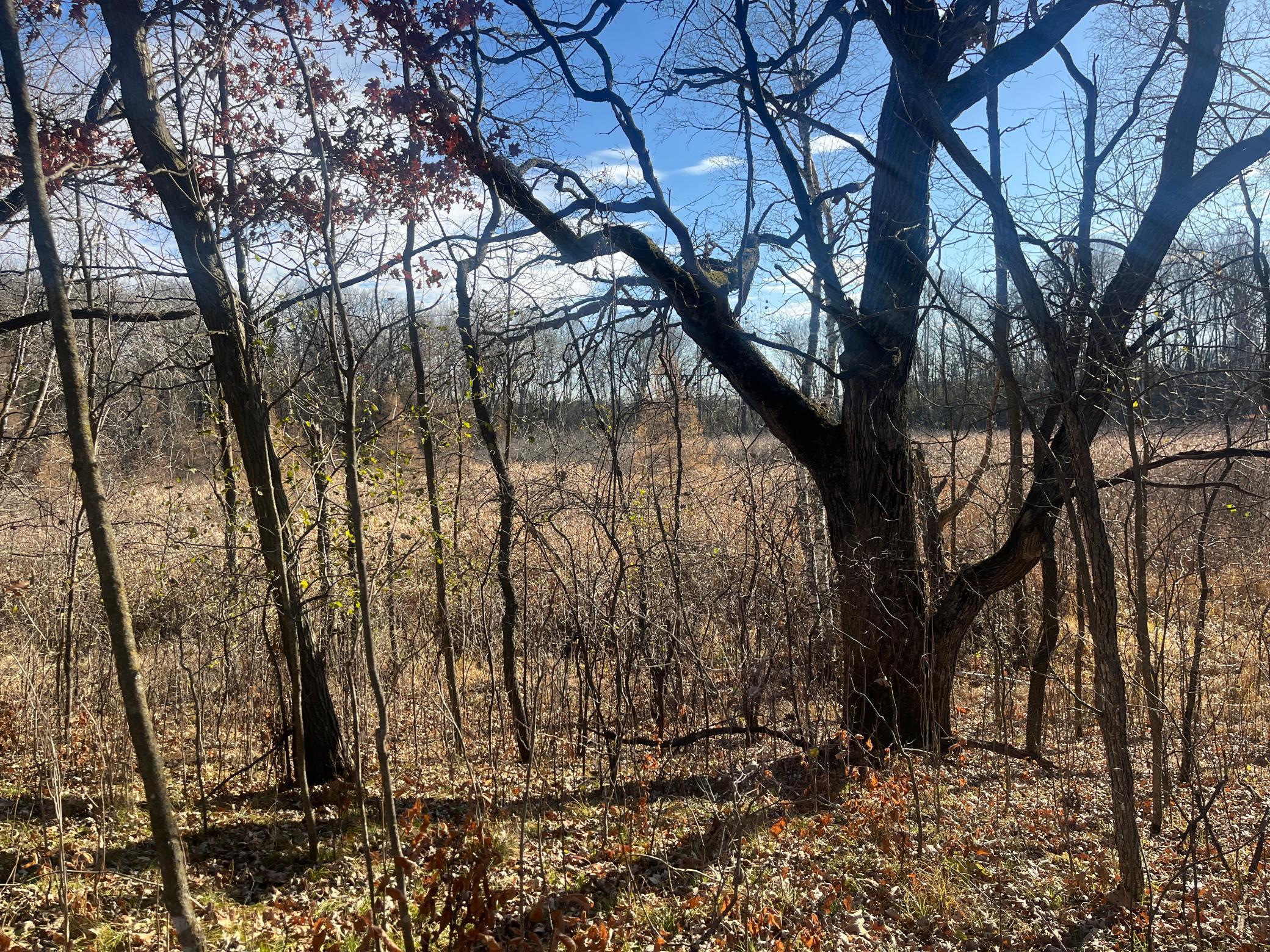Tbd County Road 3 Property Photo 13