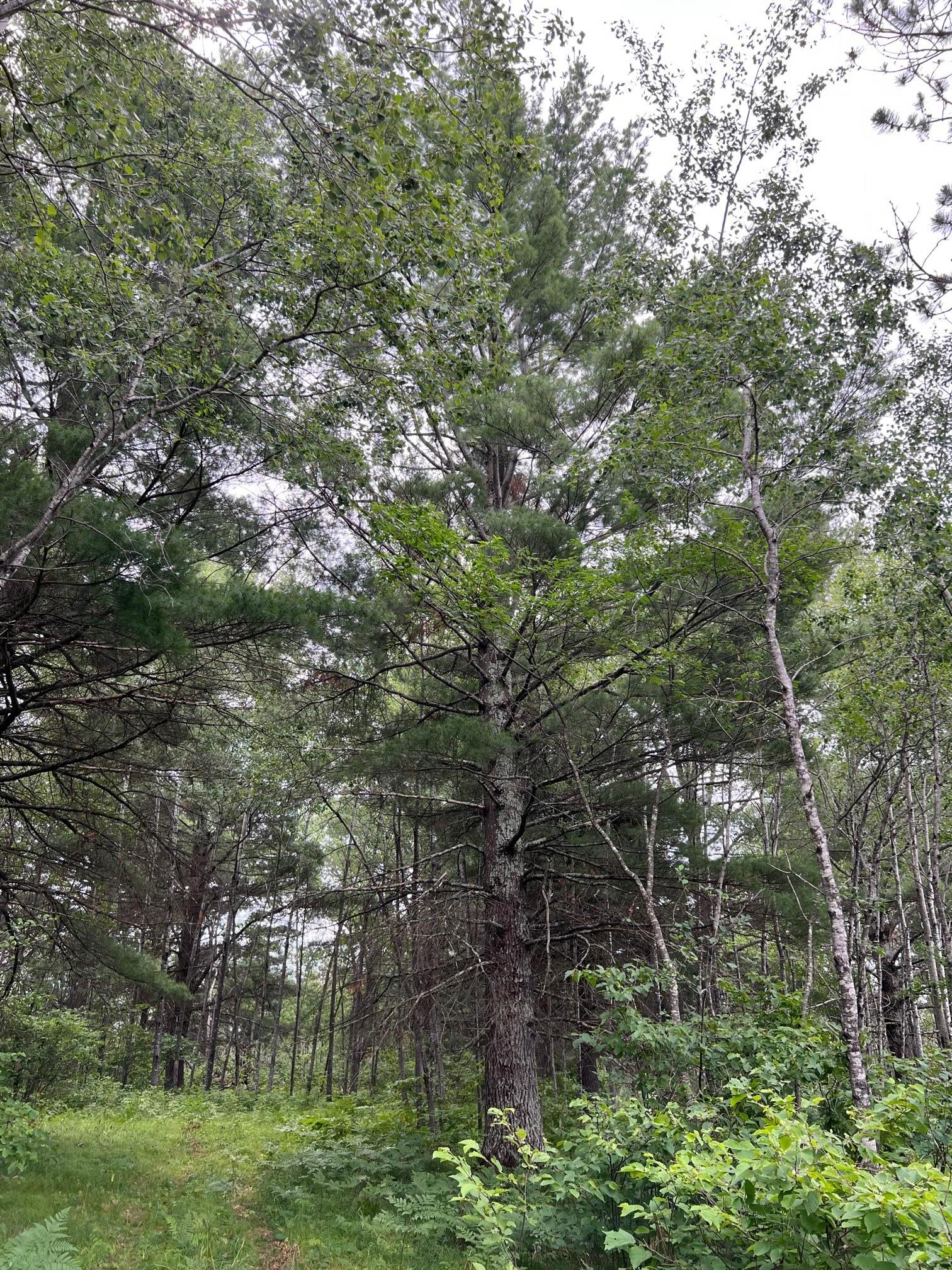 W37xx Frog Creek Road Property Photo 39