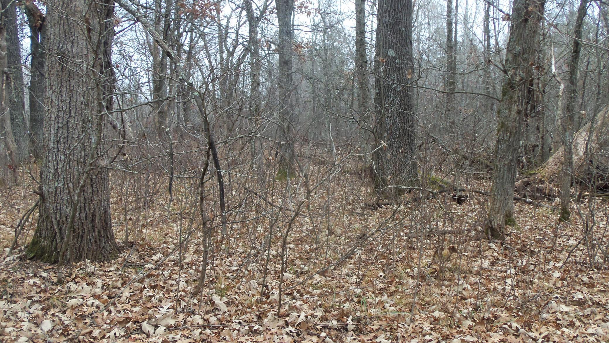 Lot 6 Canute Creek Trl Property Photo 4