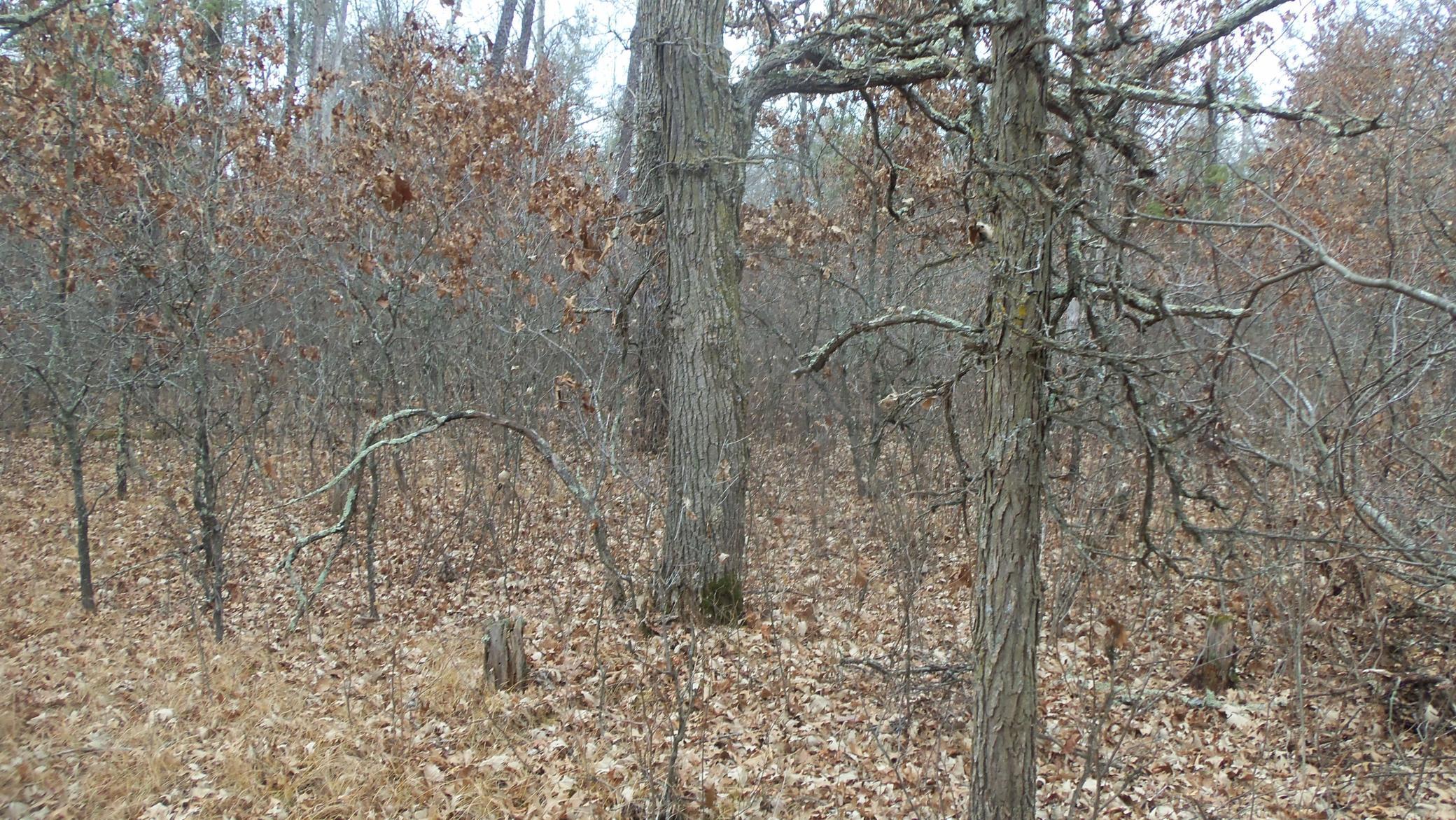 Lot 8 Canute Creek Trl Property Photo 5