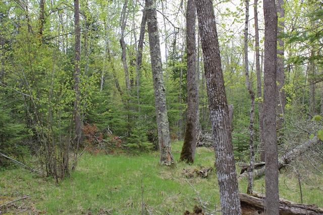 Tbd County Rd 19 Property Photo 8