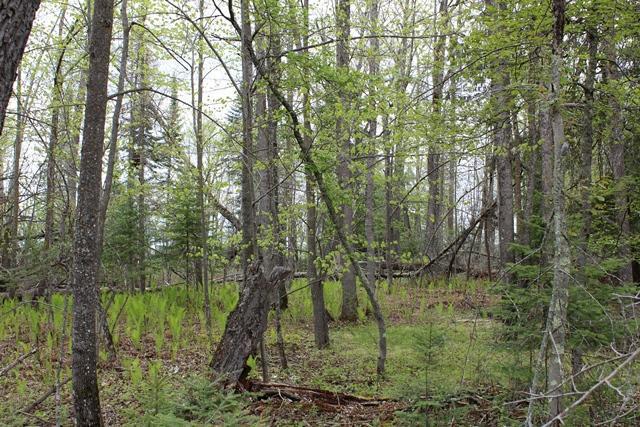 Tbd County Rd 19 Property Photo 10
