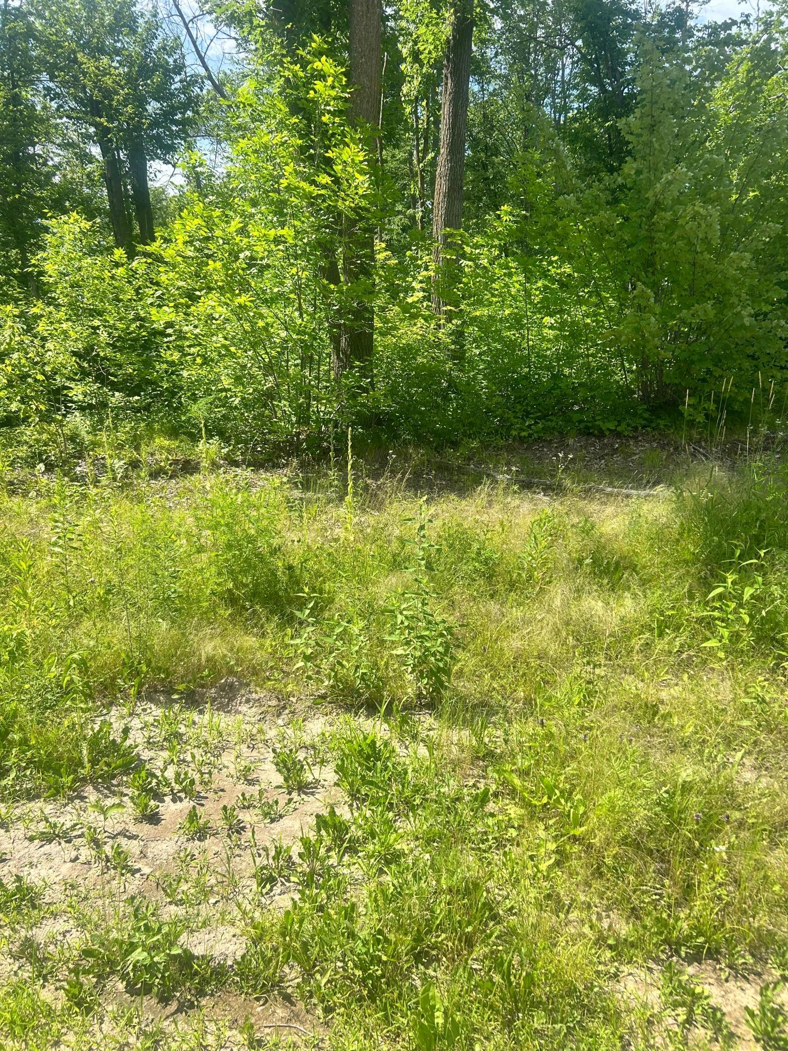 27536 Norway Trail Property Photo 7