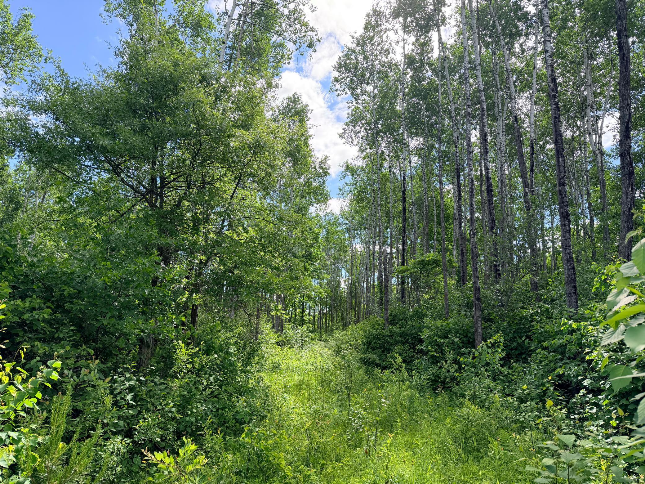 Tbd Brush Lake Lane Property Photo 7