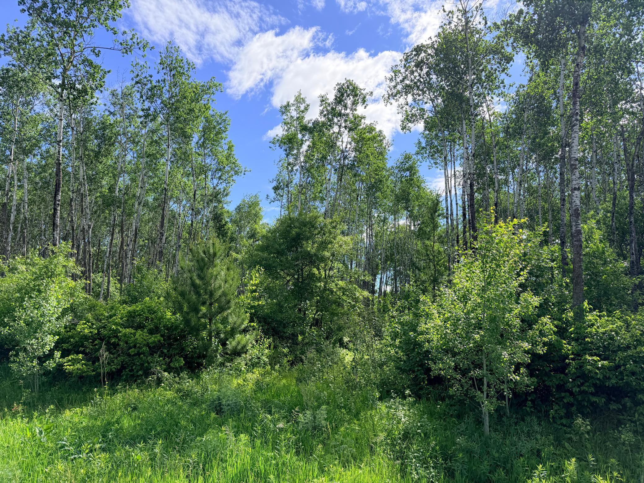 Tbd Brush Lake Lane Property Photo 11