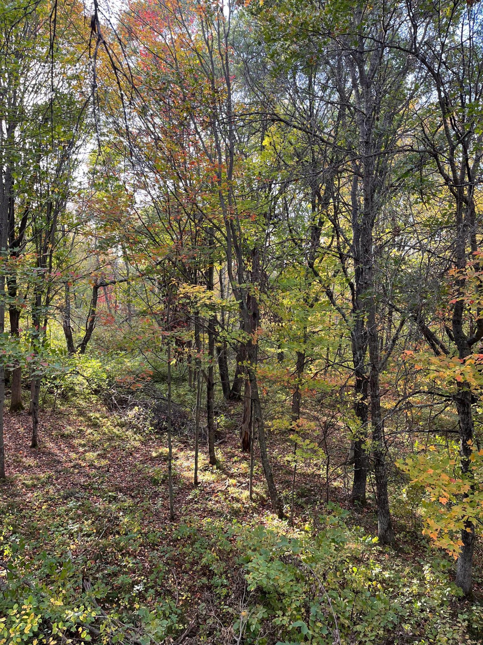 0 Levi Lane Property Photo 1
