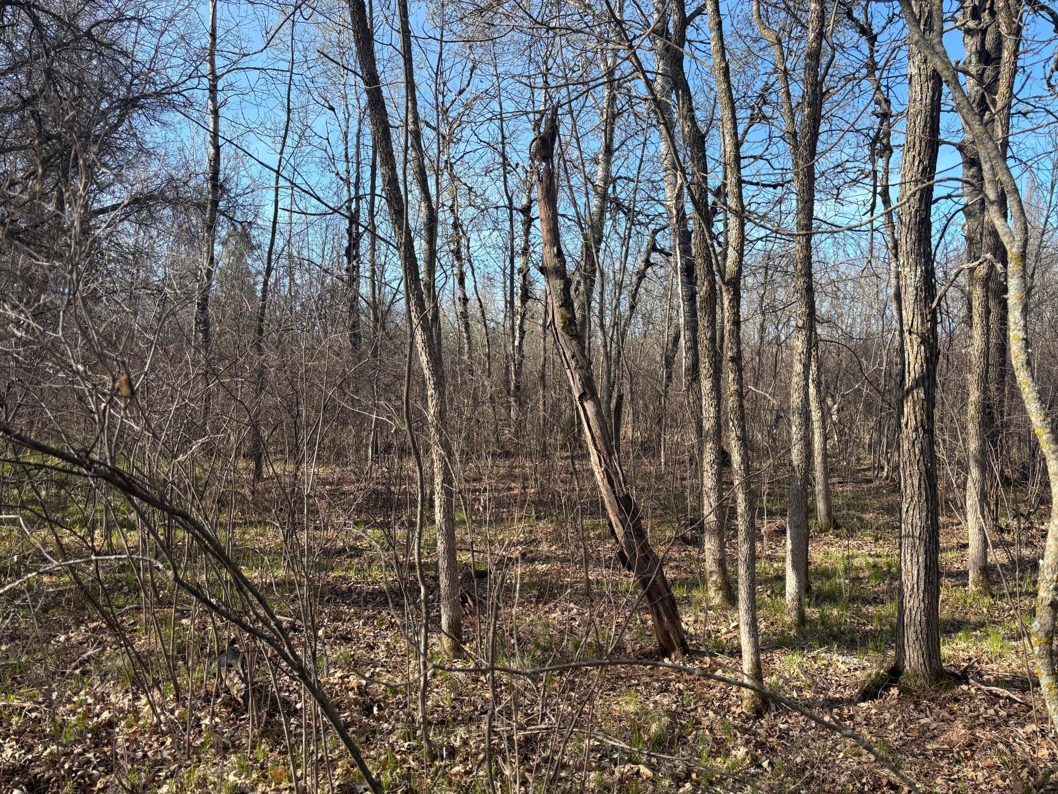 Tbd Arbor Road Property Photo 9