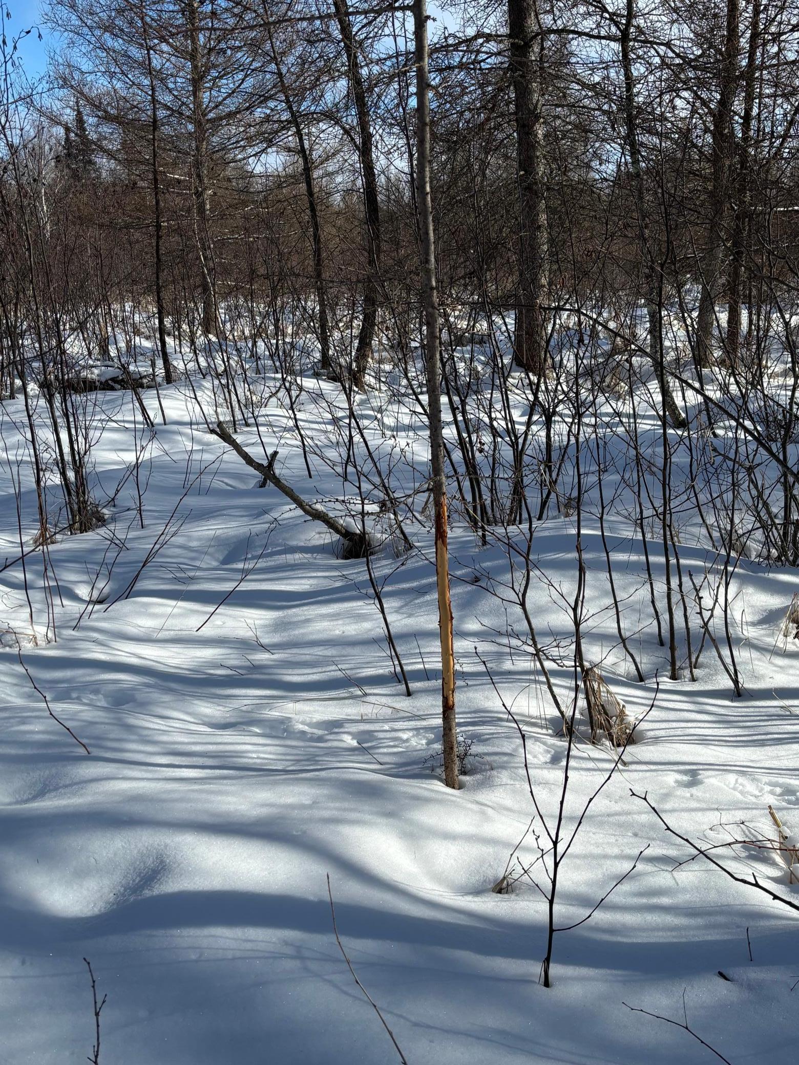 Tbd Arbor Road Property Photo 12