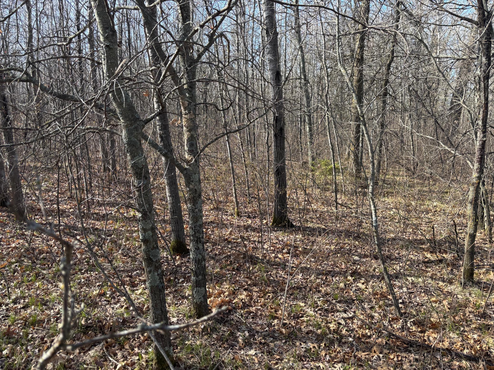 Tbd Arbor Road Property Photo 15