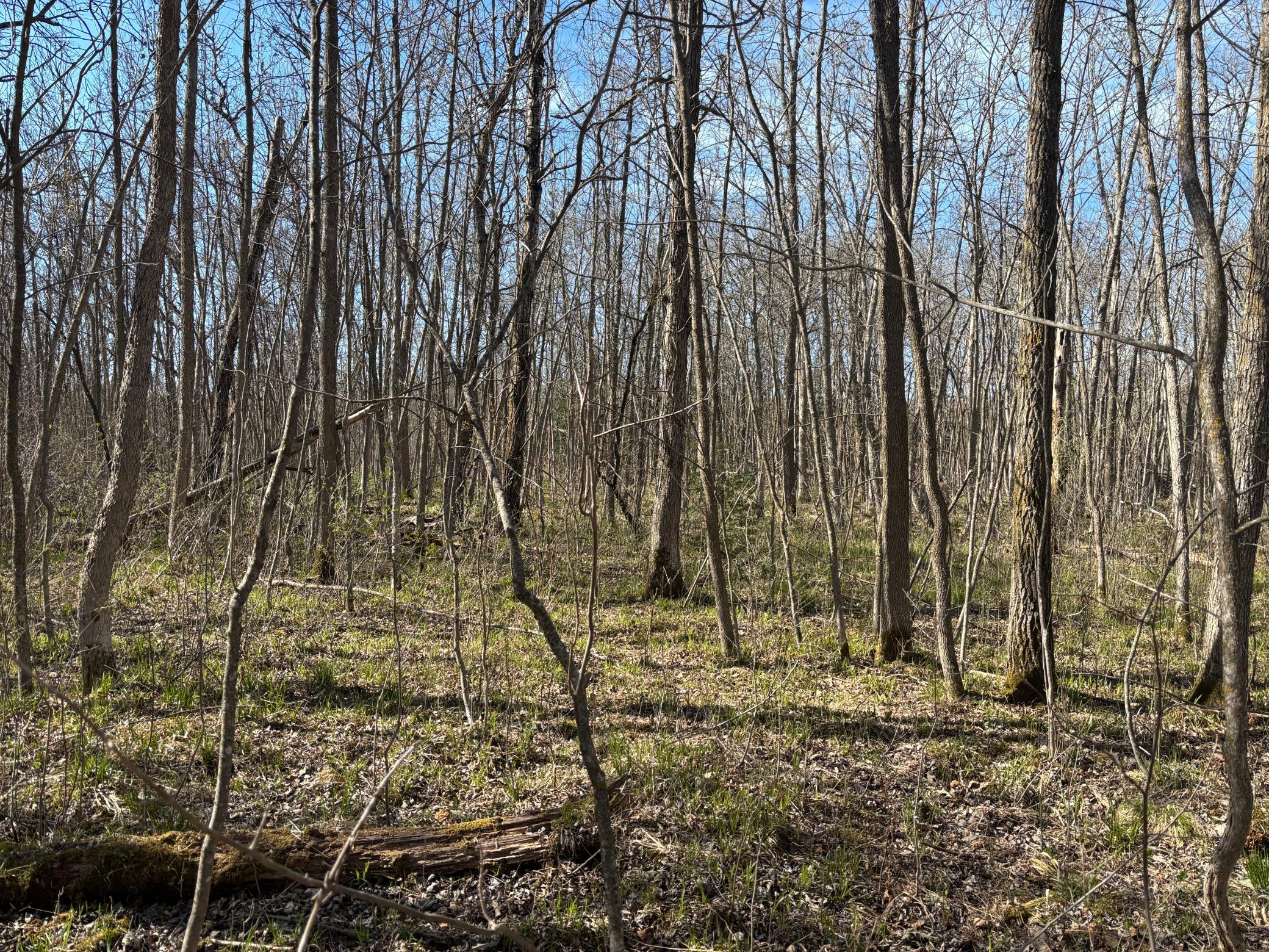 Tbd Arbor Road Property Photo 22