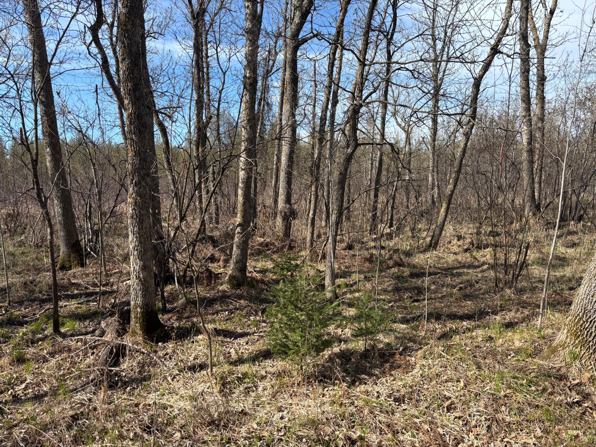 Tbd Arbor Road Property Photo 27