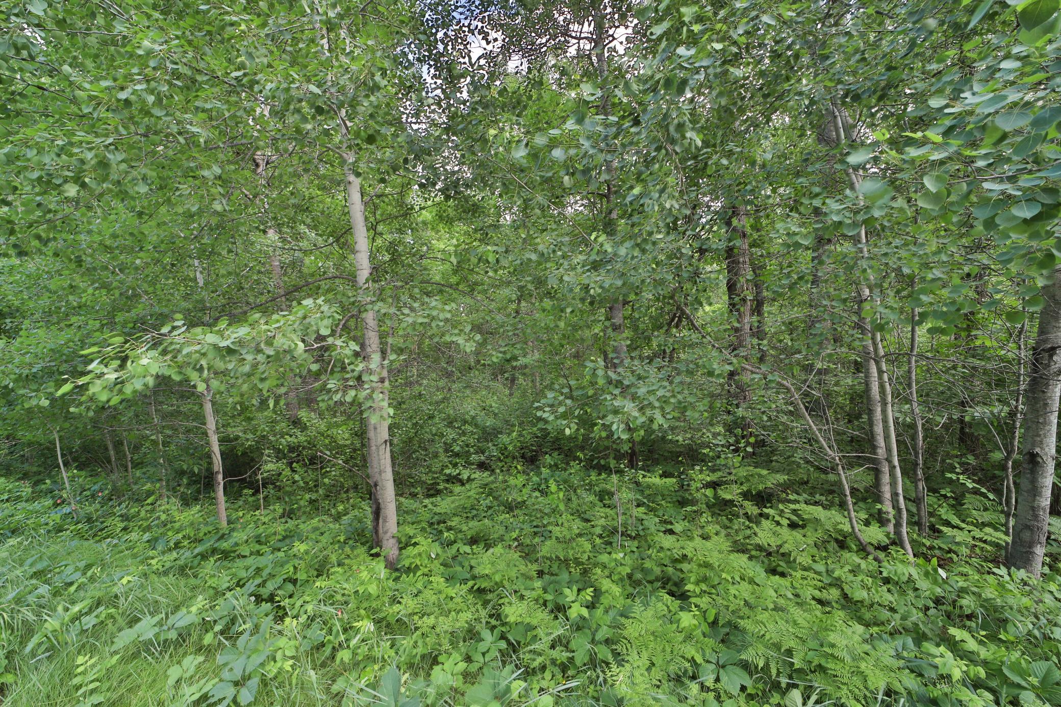 Tbd Percheron Drive Property Photo 6